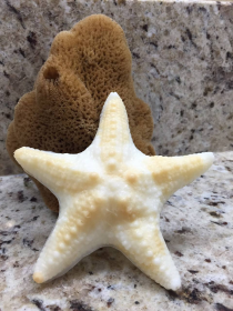 Starfish Soap