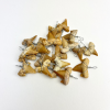 Shark Teeth Pendants | 15-20mm | Morocco